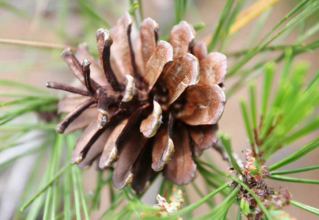 Foto, materieel, vrij, landschap, schilderstuk, bevoorraden foto,Pijnboom kegel, Pijnboom kegel, Kegel, Pijnboom, 