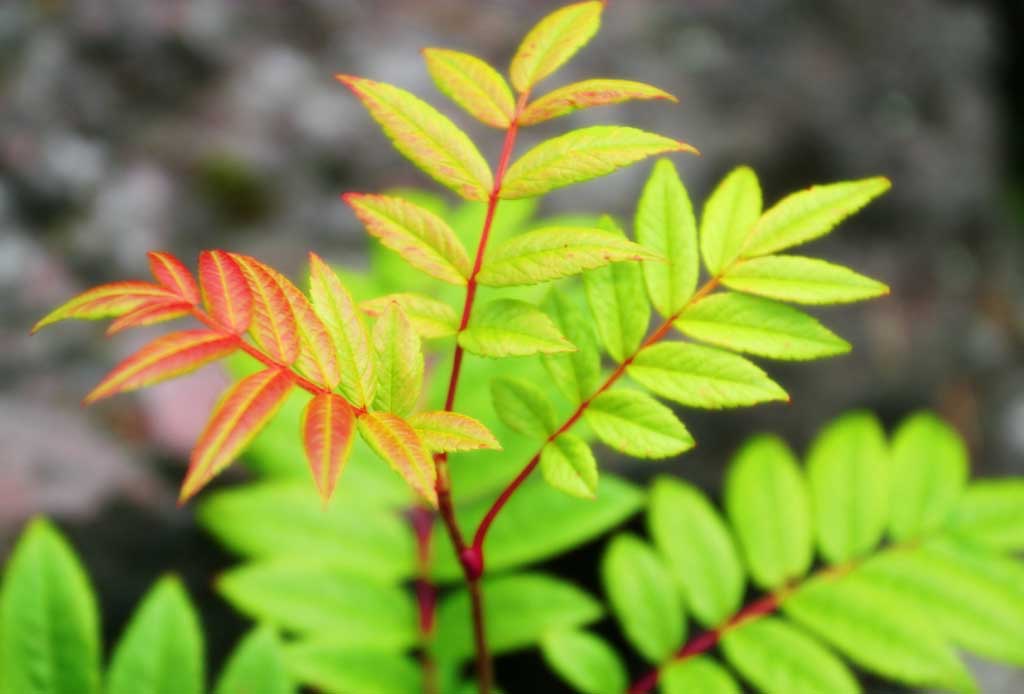 photo, la matire, libre, amnage, dcrivez, photo de la rserve,Rowan, feuilles de l'automne, vert, jeune bourgeon, 