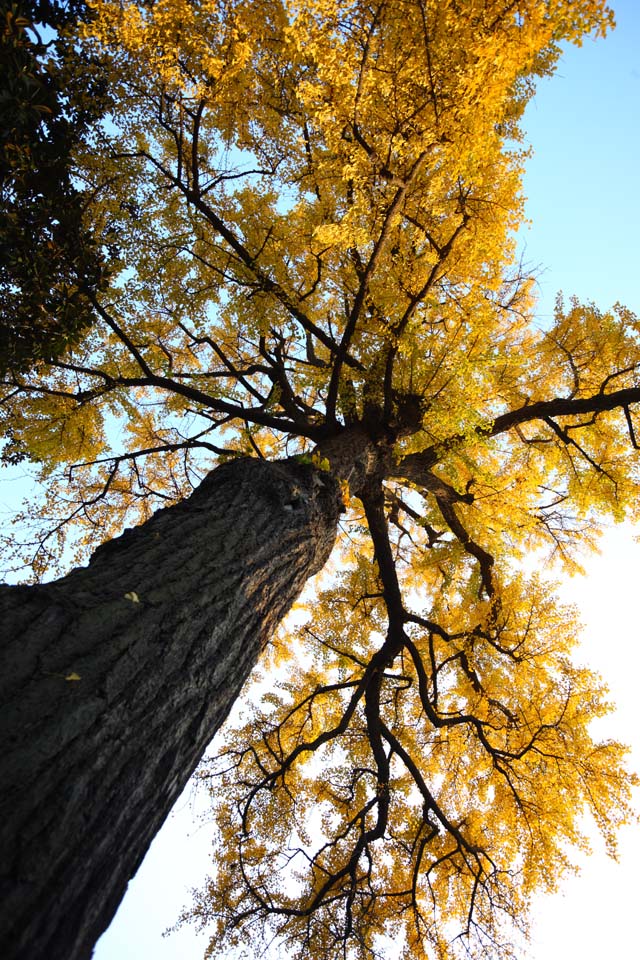 photo, la matire, libre, amnage, dcrivez, photo de la rserve,YuGarden, Joss logent le jardin, ginkgo, arbre du maidenhair, Feuilles colores