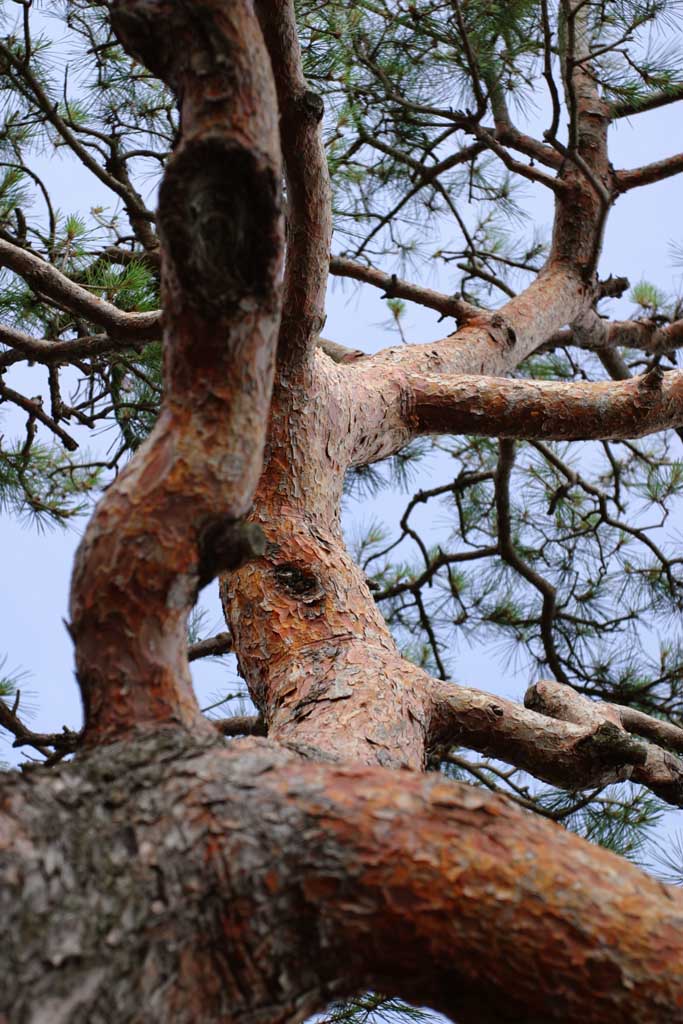 photo,material,free,landscape,picture,stock photo,Creative Commons,Bark of a red pine, blue sky, rind of tree, red, pine