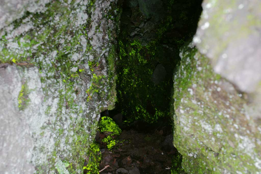 photo,material,free,landscape,picture,stock photo,Creative Commons,Luminous moss, moss, light, cave, 