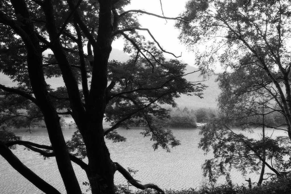 fotografia, materiale, libero il panorama, dipinga, fotografia di scorta,Stagno di Taisho ed alberi, stagno, albero, acqua, 