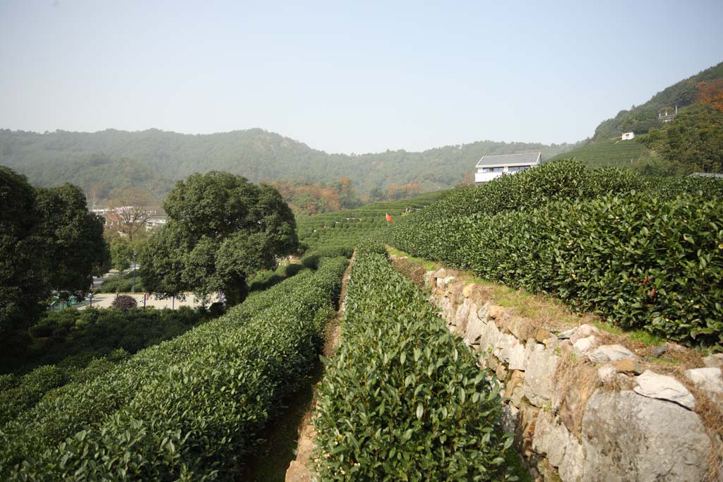 Foto, materiell, befreit, Landschaft, Bild, hat Foto auf Lager,Ein chinesisches Grntee-Blatt, Tee, Grner Tee, Chinesischer Tee, Teeplantage