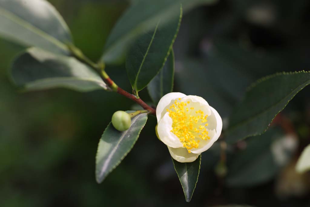 photo, la matire, libre, amnage, dcrivez, photo de la rserve,Une th-feuille verte chinoise, Th, Th Vert, Th chinois, plantation du th