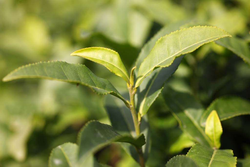 photo,material,free,landscape,picture,stock photo,Creative Commons,A Chinese green tea-leaf, Tea, Green tea, Chinese tea, tea plantation