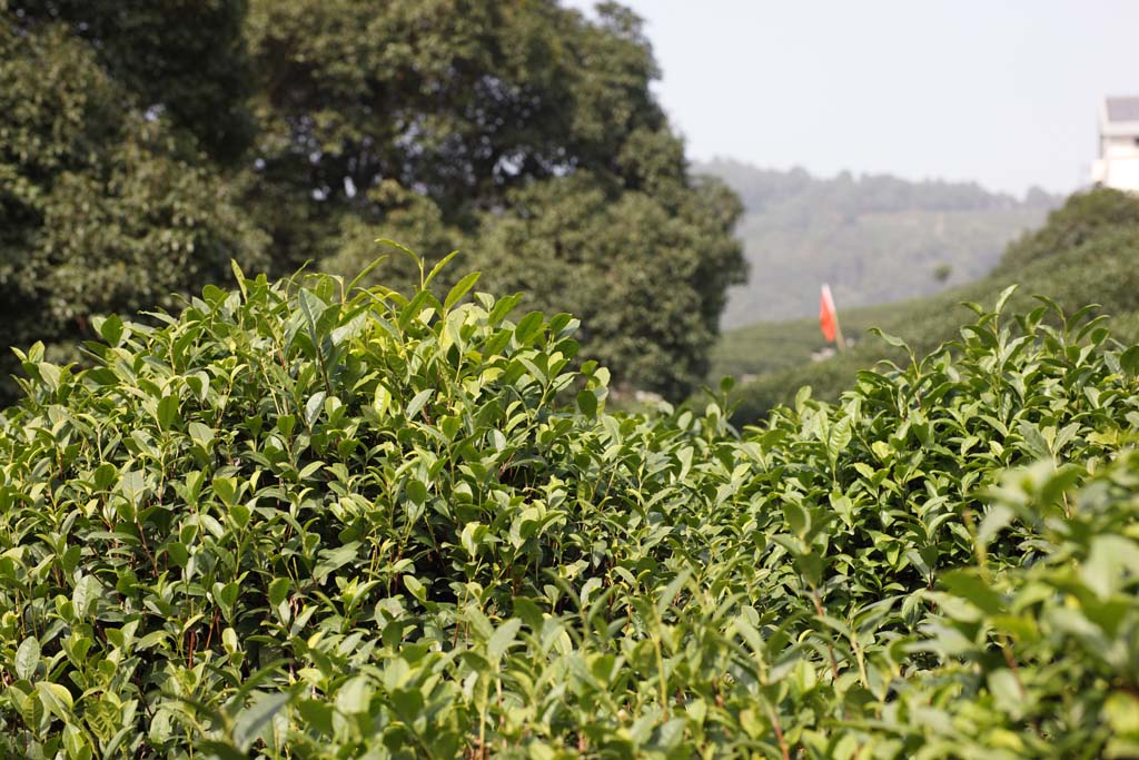 Foto, materieel, vrij, landschap, schilderstuk, bevoorraden foto,Een Chinees groene thee-vel, Thee, Groene thee, Chinees thee, Thee beplanting