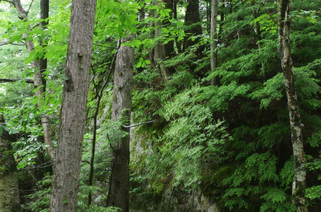 photo,material,free,landscape,picture,stock photo,Creative Commons,Beautiful wood, green, tree, leave, 