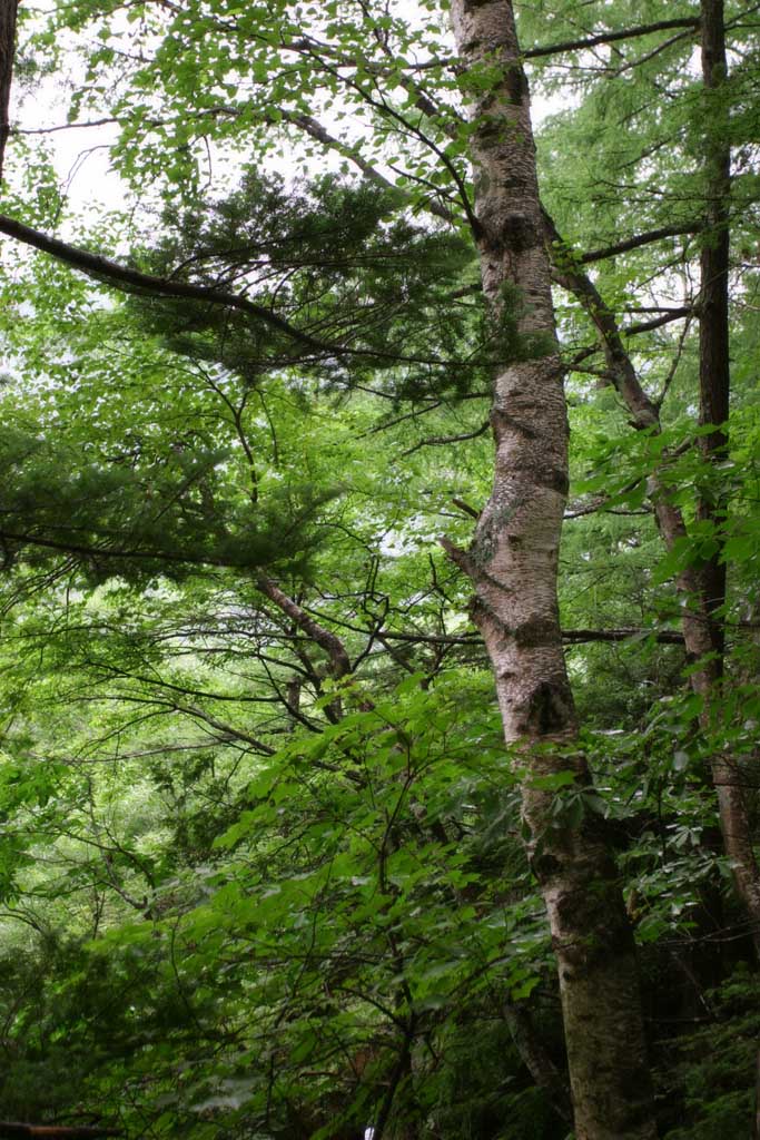 Foto, materieel, vrij, landschap, schilderstuk, bevoorraden foto,Boom in Kamikochi, Groen, Boom, Vrijaf, 