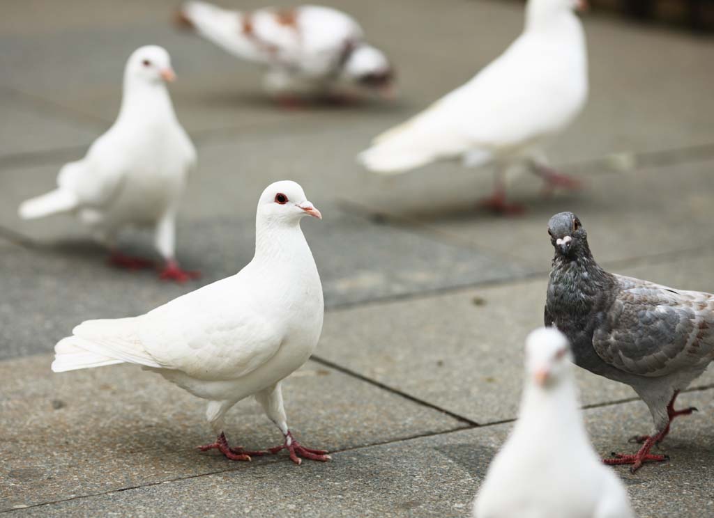 Foto, materieel, vrij, landschap, schilderstuk, bevoorraden foto,Een witte dove, Dove, , Witte dove, Lokaas spiets