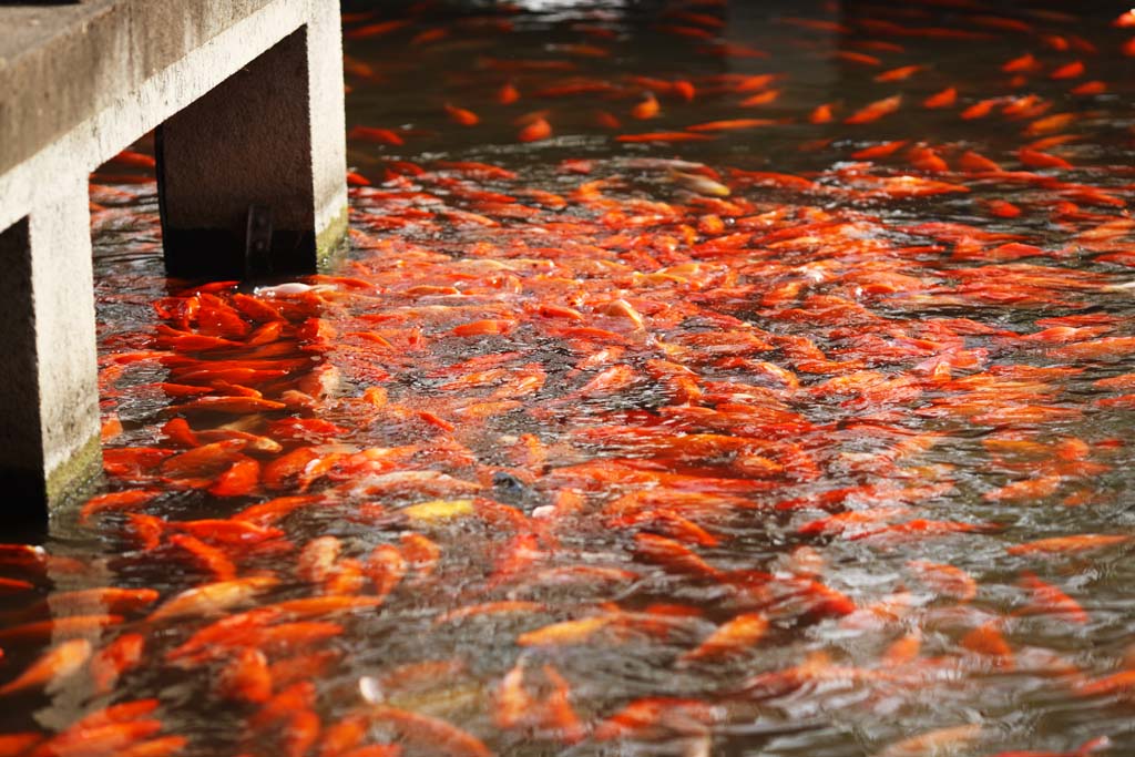 photo,material,free,landscape,picture,stock photo,Creative Commons,An outlook on port of flower fish, waterside, Saiko, The surface of the water, goldfish