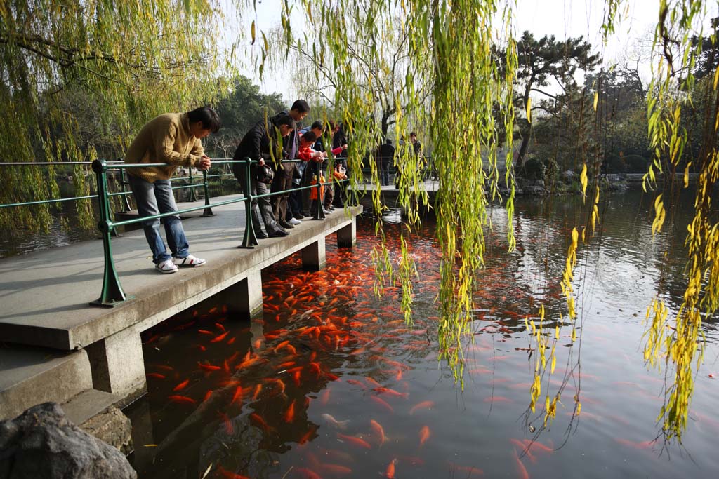 Foto, materiell, befreit, Landschaft, Bild, hat Foto auf Lager,Eine Aussicht auf Hafen des Blumenfisches, Ufer, Saiko, Die Oberflche des Wassers, Goldfisch