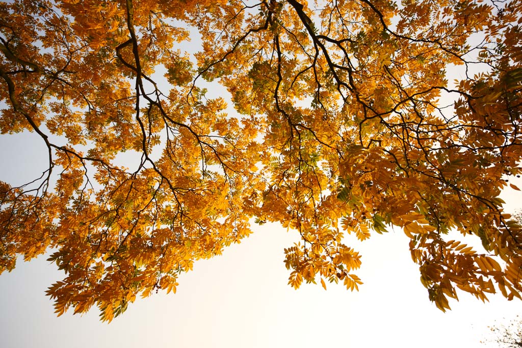 Foto, materiell, befreit, Landschaft, Bild, hat Foto auf Lager,Eine Aussicht auf Hafen des Blumenfisches, Bei Dunkelheit, Saiko, Der Himmel, Gelb