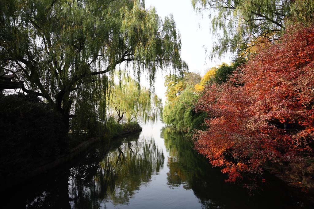 photo, la matire, libre, amnage, dcrivez, photo de la rserve,Une perspective sur port de poisson de la fleur, La surface de l'eau, Saiko, Le ciel, Rouge