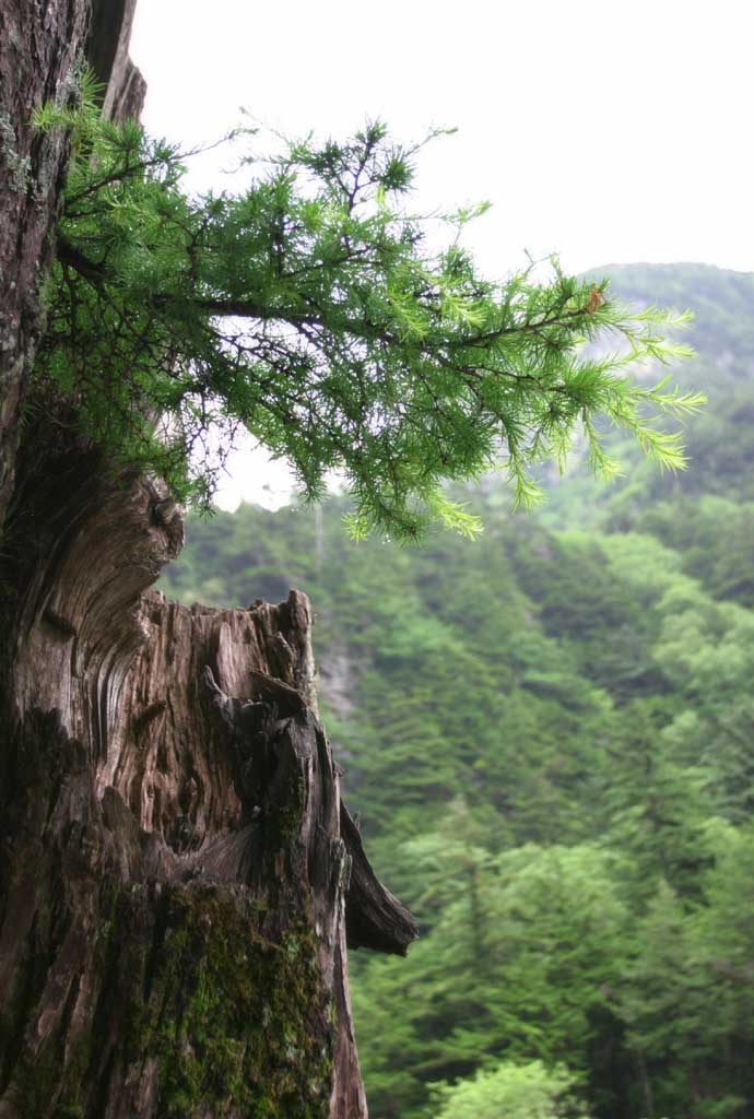 fotografia, materiale, libero il panorama, dipinga, fotografia di scorta,Gemma di un vecchio cedro, cedro, albero, gemma, 