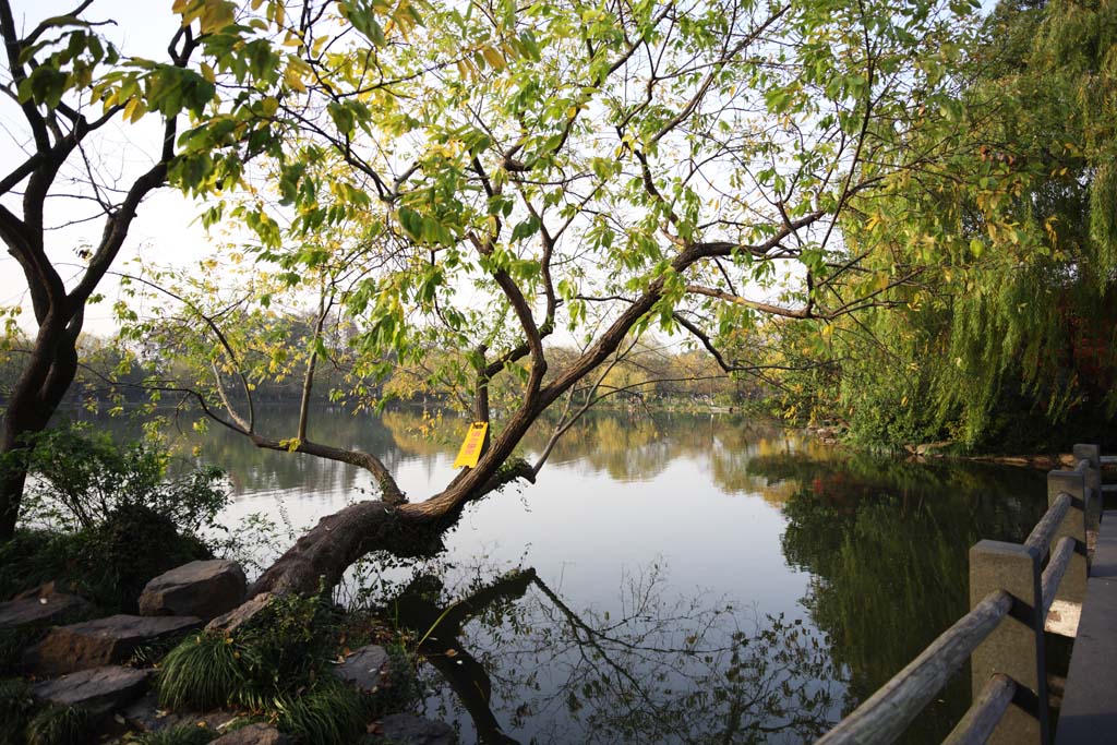 photo,material,free,landscape,picture,stock photo,Creative Commons,Three Pools Mirroring the Moon, pond, Saiko, surface of a lake, tree