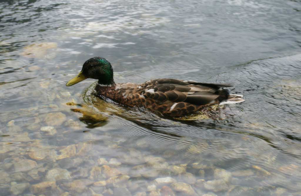 photo,material,free,landscape,picture,stock photo,Creative Commons,Swimming duck, river, duck, , 