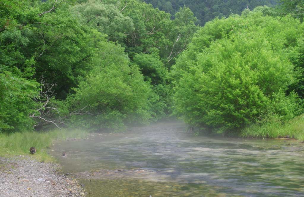 Foto, materiell, befreit, Landschaft, Bild, hat Foto auf Lager,Dunstiger Strom, Fluss, Baum, Wasser, 