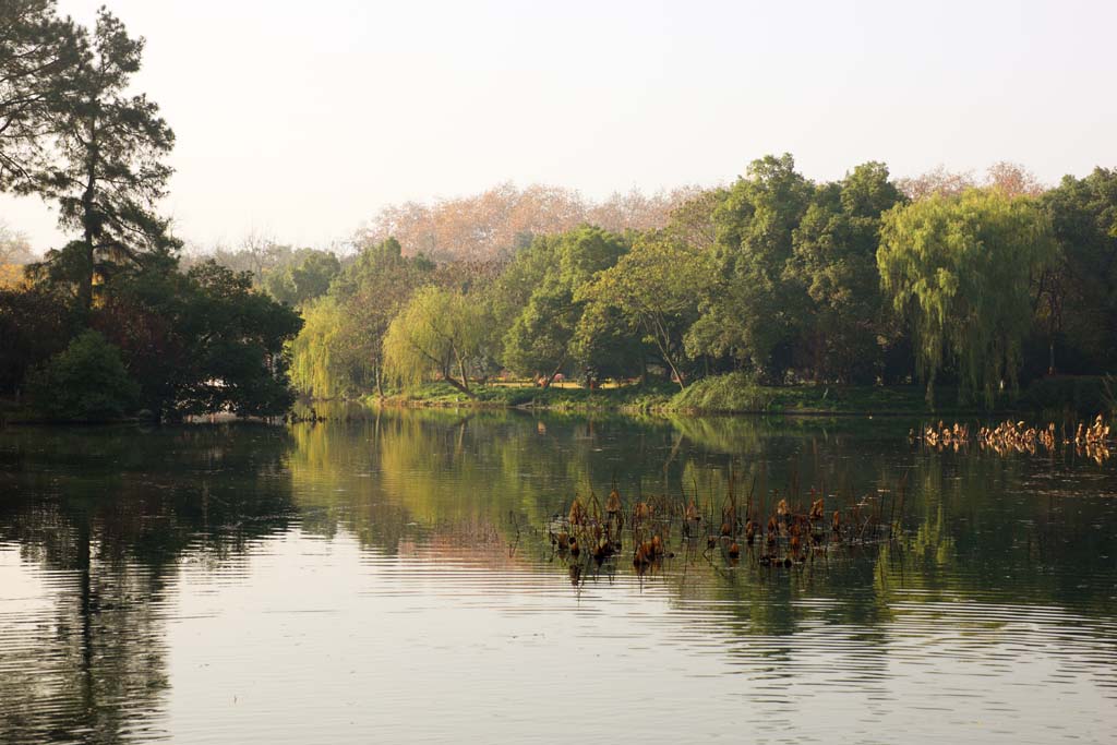 fotografia, material, livra, ajardine, imagine, proveja fotografia,Uma Casa de msica-como carga, A superfcie da gua, loto, superfcie de um lago, salgueiro