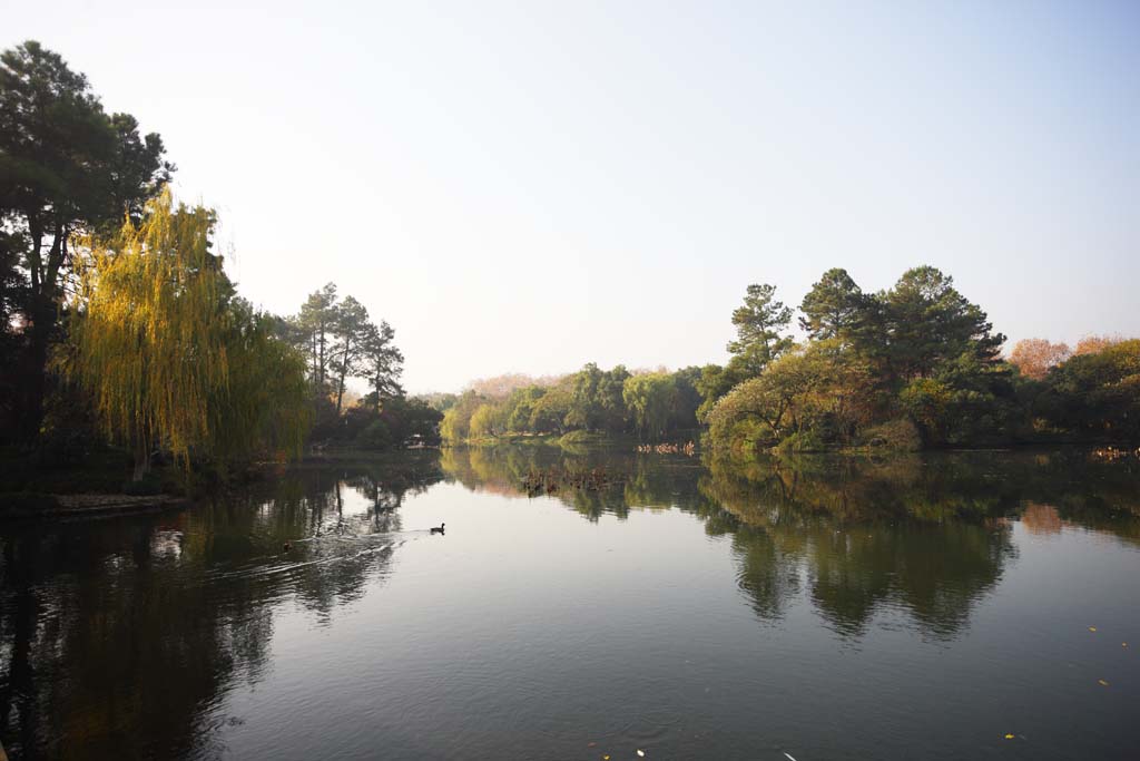 photo, la matire, libre, amnage, dcrivez, photo de la rserve,Une Maison de musique-comme charge, pont, lotus, surface d'un lac, saule