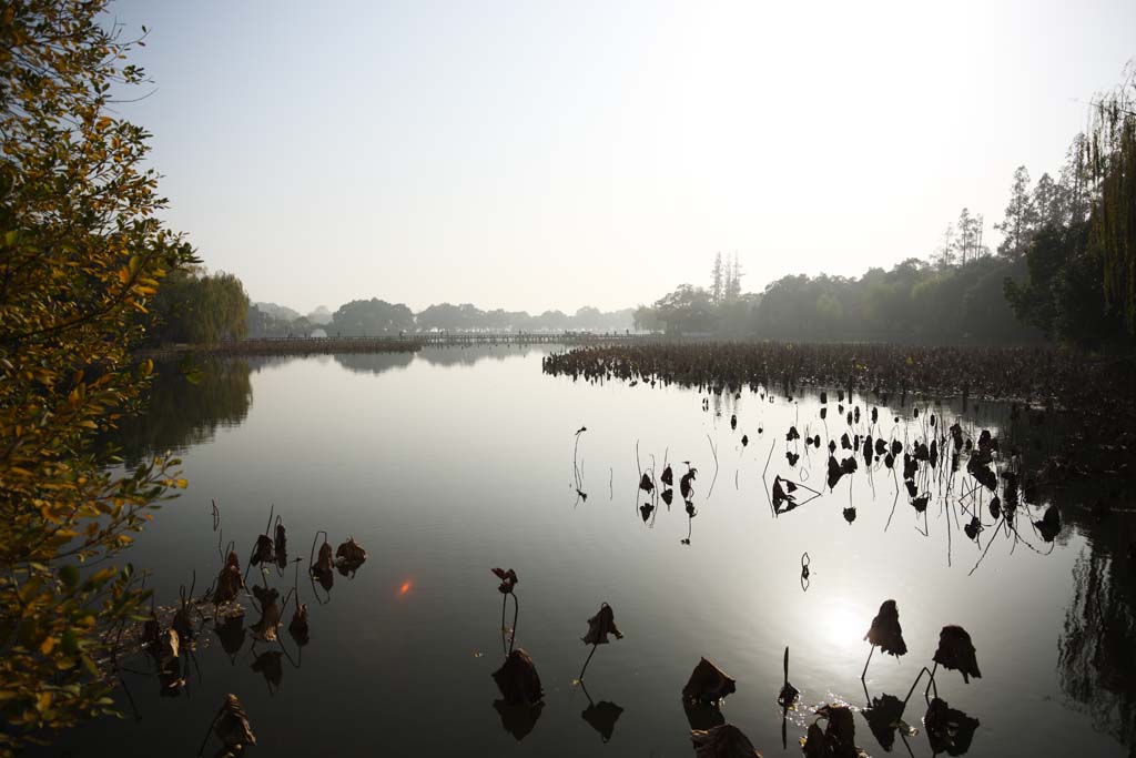 photo,material,free,landscape,picture,stock photo,Creative Commons,A House of music-like load, bridge, lotus, surface of a lake, willow