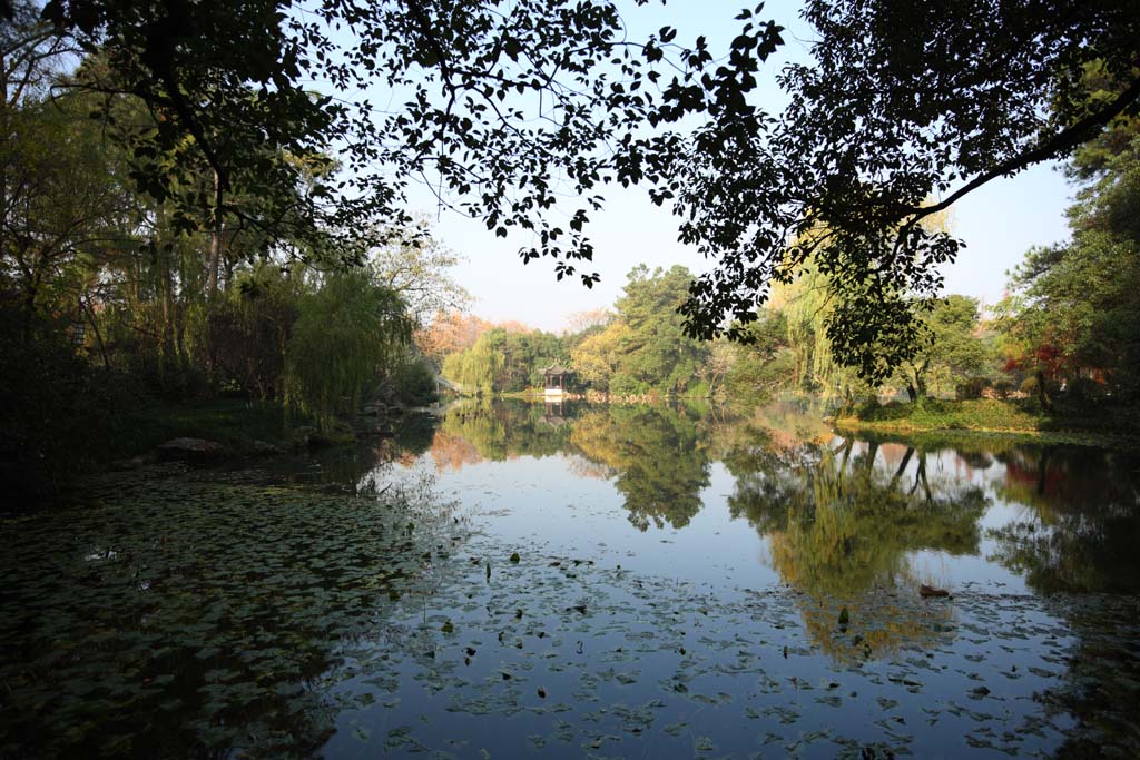 Foto, materieel, vrij, landschap, schilderstuk, bevoorraden foto,Een Huis van muziek-zoals vracht, Brug, Lotus, Vlak van een plas, Wilg