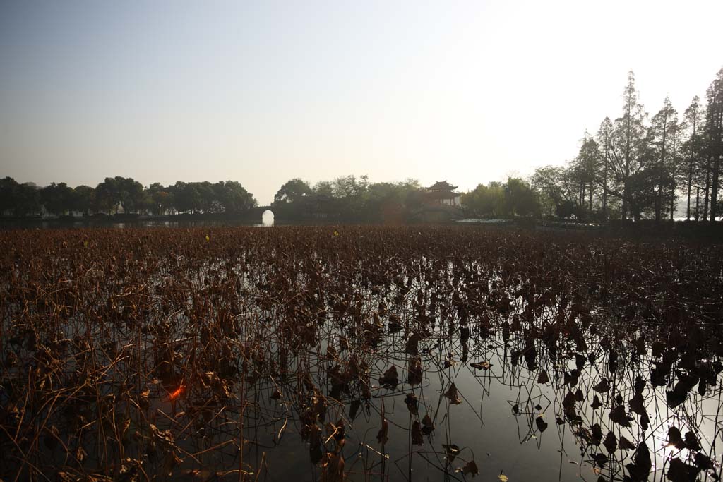 Foto, materieel, vrij, landschap, schilderstuk, bevoorraden foto,Een Huis van muziek-zoals vracht, Brug, Lotus, Vlak van een plas, Wilg