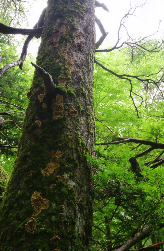 photo,material,free,landscape,picture,stock photo,Creative Commons,Mossy bark, bark, tree, moss, 