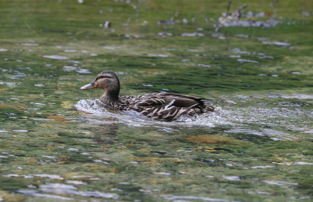 foto,tela,gratis,paisaje,fotografa,idea,Pato nadando, Ro, Patos, , 