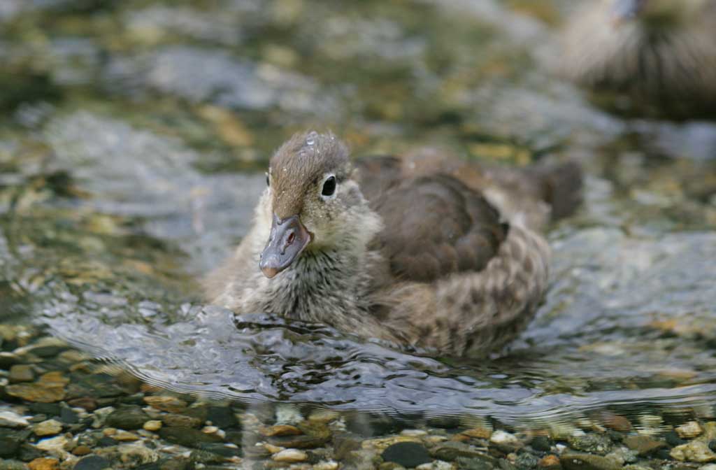 photo,material,free,landscape,picture,stock photo,Creative Commons,Duckling's eye, river, duck, , 