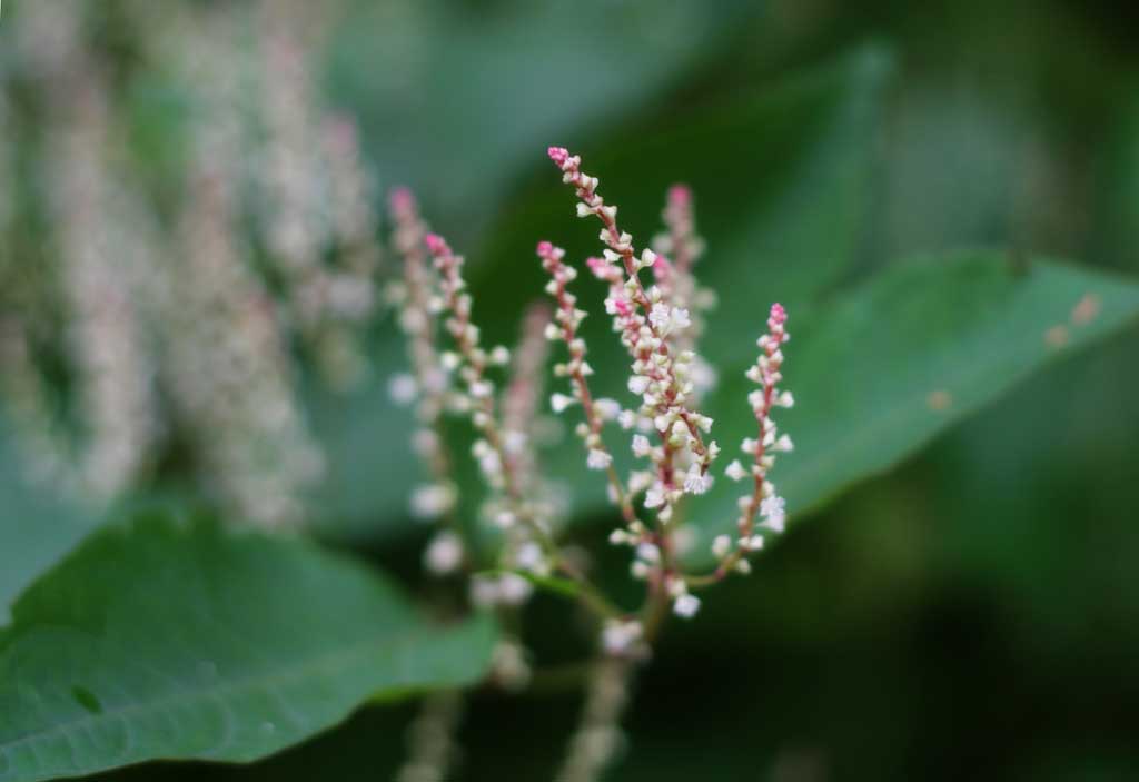 photo, la matire, libre, amnage, dcrivez, photo de la rserve,Petites blanches fleurs, rose, blanc, , 