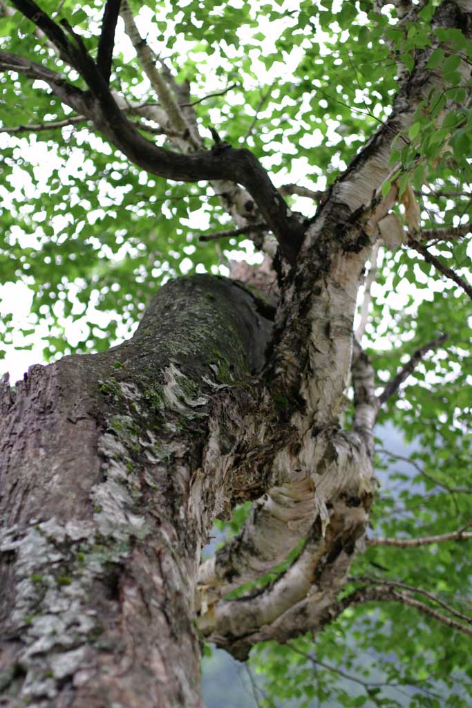 photo, la matire, libre, amnage, dcrivez, photo de la rserve,Bouleau qui souffre de blessures, peau d'arbre, aboiement, permission, montagne