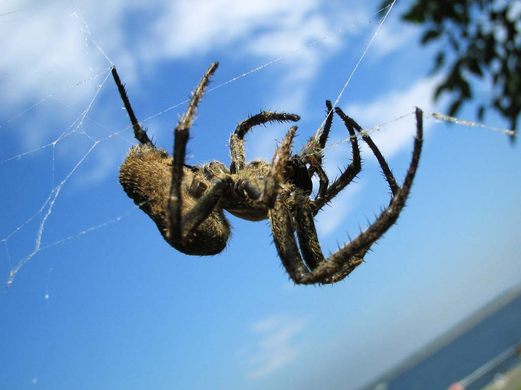 Foto, materieel, vrij, landschap, schilderstuk, bevoorraden foto,Een spin, Spinneweb, Blauwe lucht, Haar, Voet