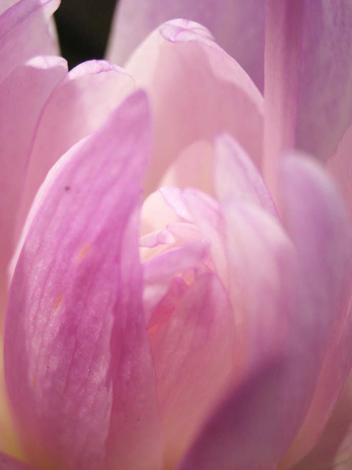 Foto, materieel, vrij, landschap, schilderstuk, bevoorraden foto,Dubbel colchicum, Colchicum autumnale, Rose, Een herfst-krokus, Colchicine