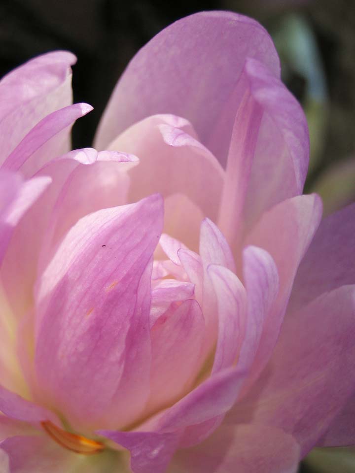 photo,material,free,landscape,picture,stock photo,Creative Commons,Double colchicum, Colchicum autumnale, Pink, An autumn-crocus, Colchicine