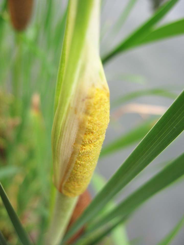 fotografia, material, livra, ajardine, imagine, proveja fotografia,A flor do orientalis de Typha, , Orientalis de Typha, Amarelo, Planta perene