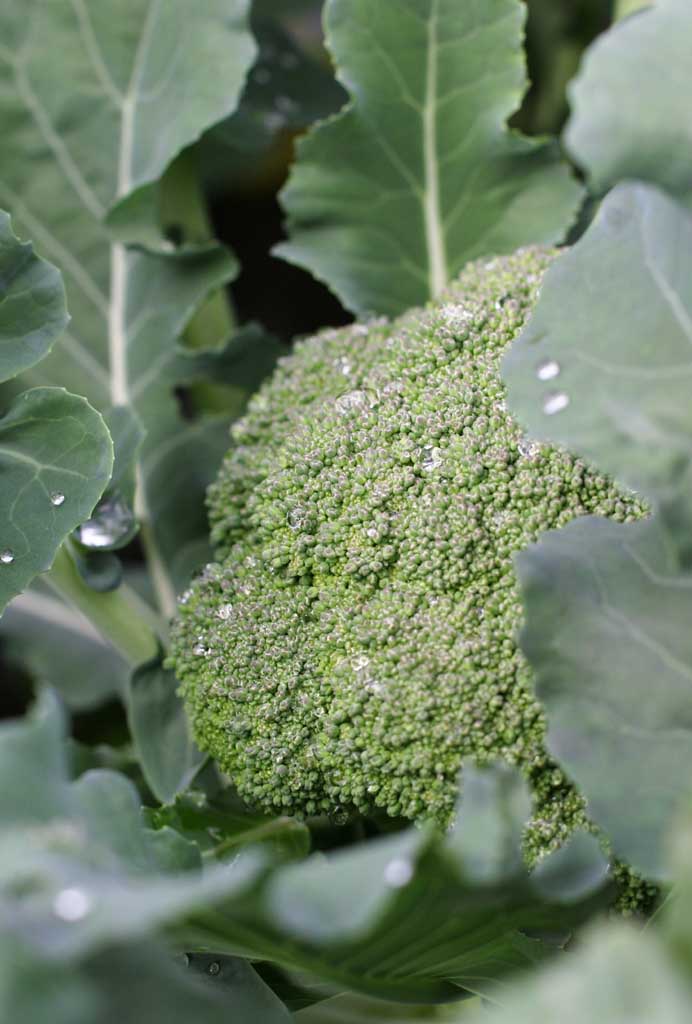 photo,material,free,landscape,picture,stock photo,Creative Commons,Broccoli shrouded in leaves, vegetable, bud, green, field