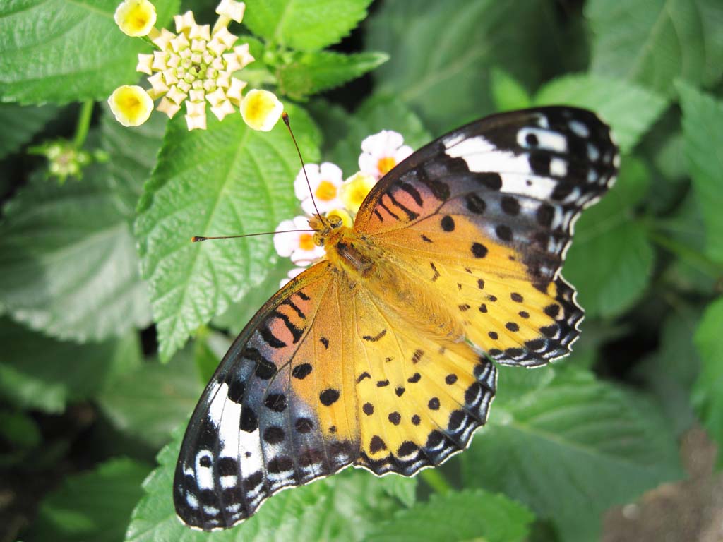 photo,material,free,landscape,picture,stock photo,Creative Commons,Butterfly, butterfly, , feather, Yellow