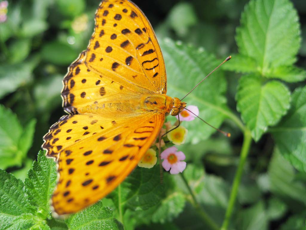 photo,material,free,landscape,picture,stock photo,Creative Commons,Butterfly, butterfly, , feather, Yellow