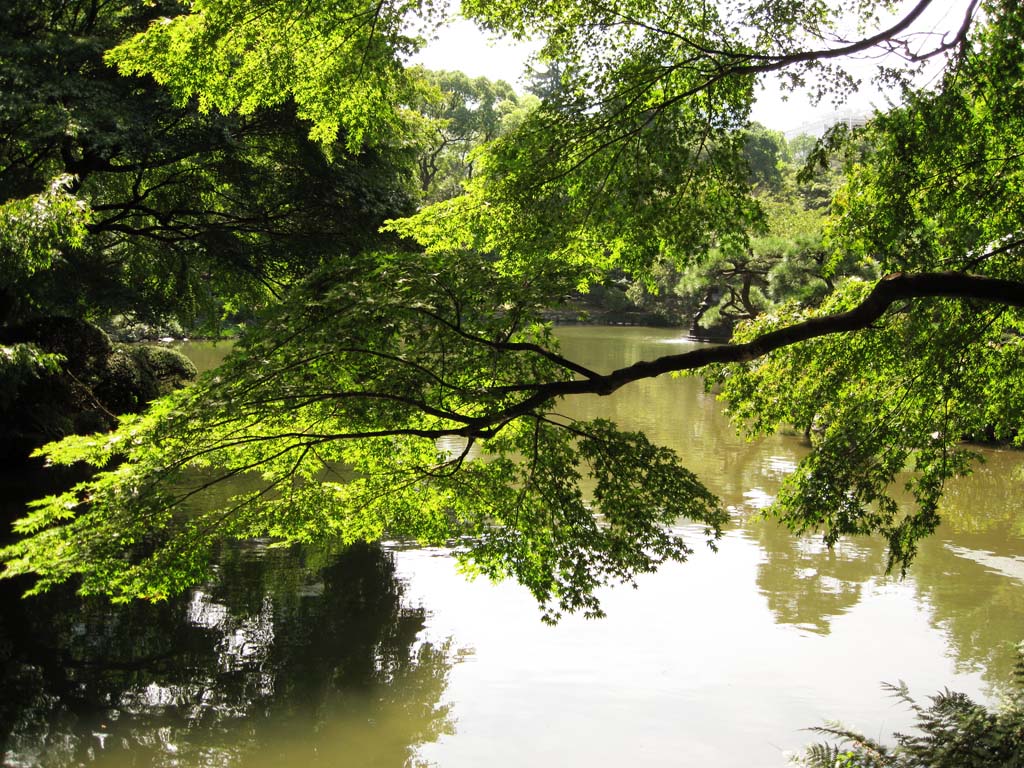 Foto, materiell, befreit, Landschaft, Bild, hat Foto auf Lager,Das Dach des Ahorns, Ahorn, Grn, Teich, Park