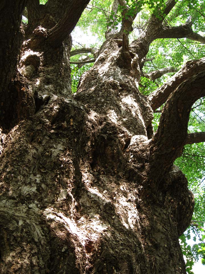 fotografia, materiale, libero il panorama, dipinga, fotografia di scorta,Un ginkgo, ginkgo, , L'abbaio, Rudemente