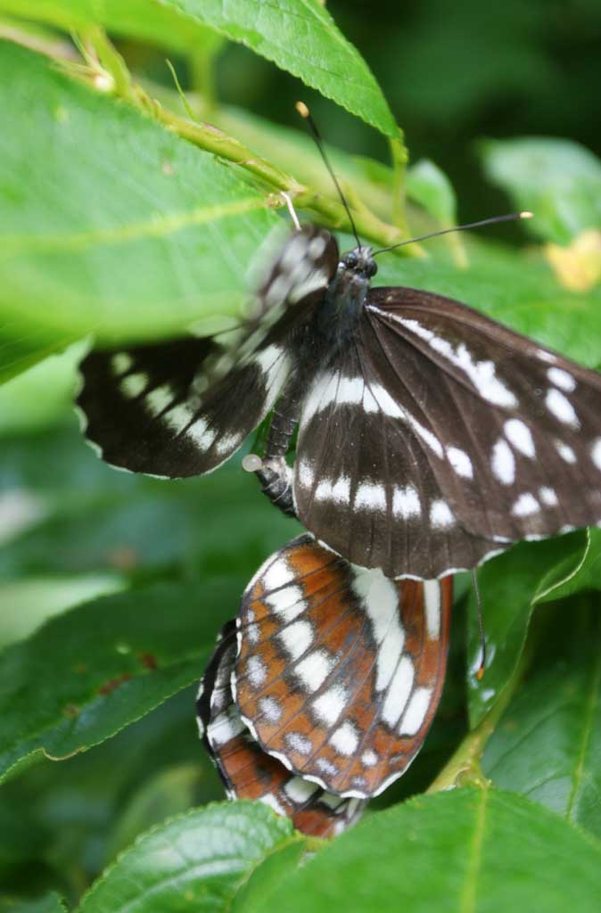 photo,material,free,landscape,picture,stock photo,Creative Commons,Mating butterflies, butterfly, , , 