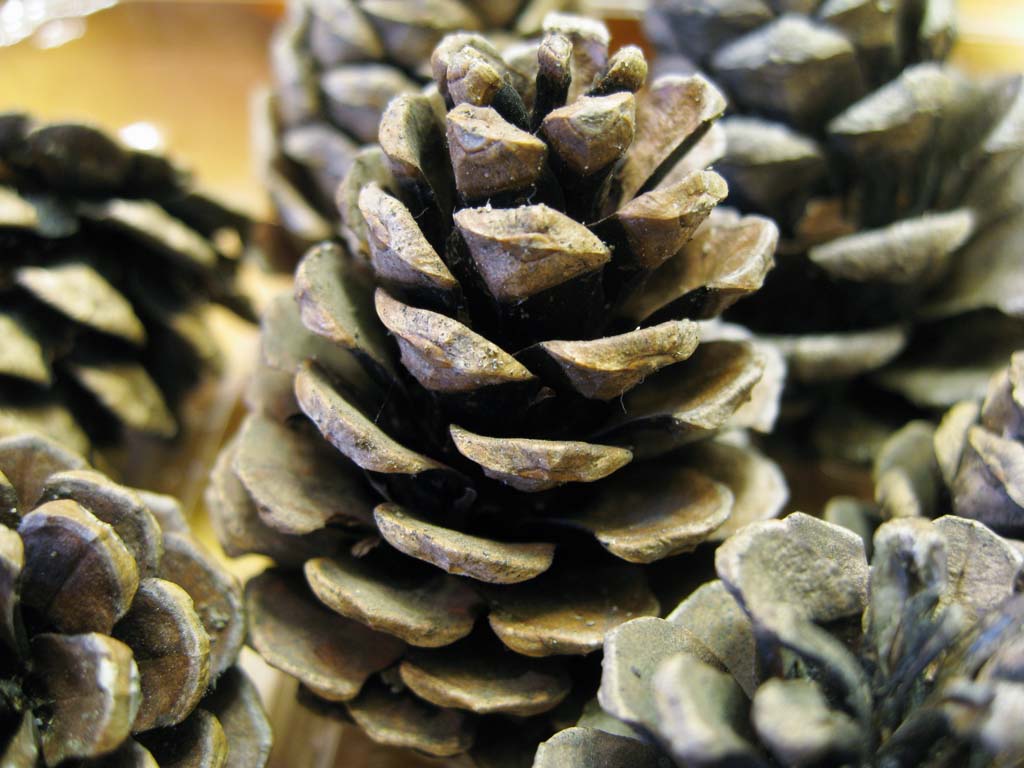 Foto, materieel, vrij, landschap, schilderstuk, bevoorraden foto,Een pinecone, , Pijnboom noot, Pijnboom, Pinecone