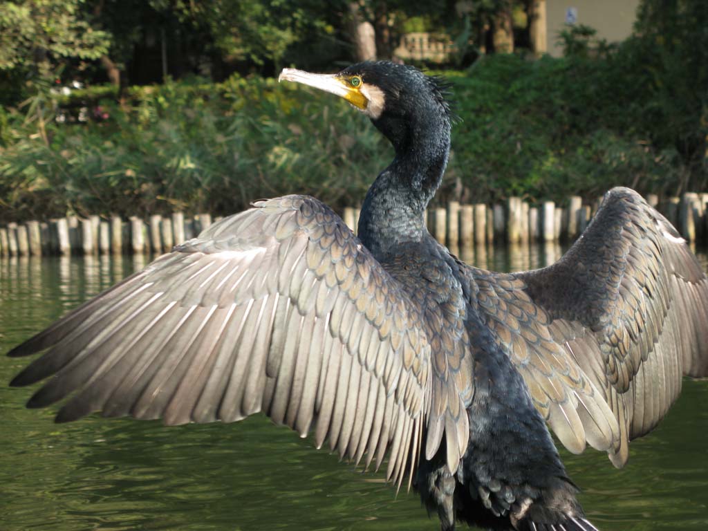 fotografia, materiale, libero il panorama, dipinga, fotografia di scorta,Un cormorano, cormorano, Phalacrocoracidae, , 