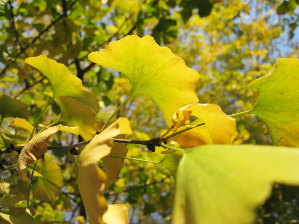 photo,material,free,landscape,picture,stock photo,Creative Commons,A ginkgo, ginkgo, Yellow, , maidenhair tree