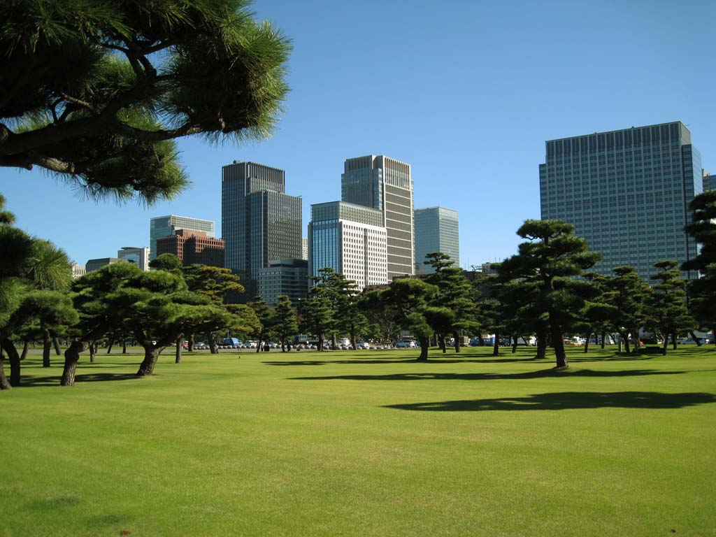 photo,material,free,landscape,picture,stock photo,Creative Commons,Edo-jo Castle, pine, shadow, high-rise building, Marunouchi