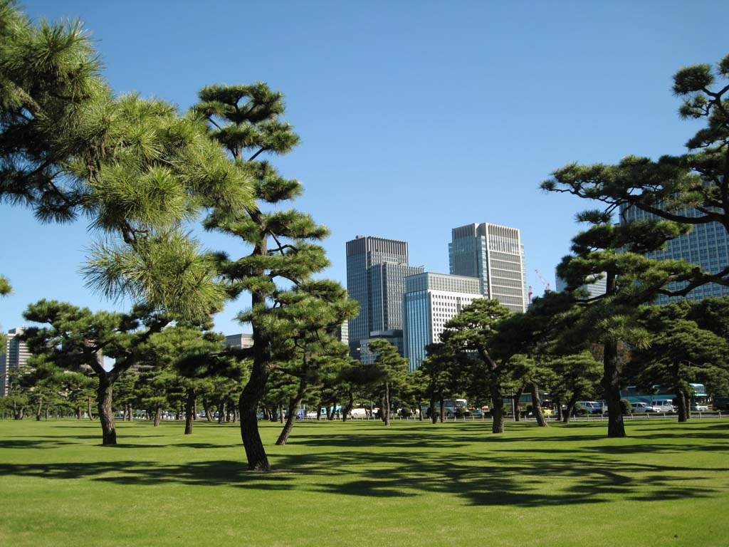 foto,tela,gratis,paisaje,fotografa,idea,Castillo de Edo - jo, Pino, Sombra, Edificio alto, Marunouchi