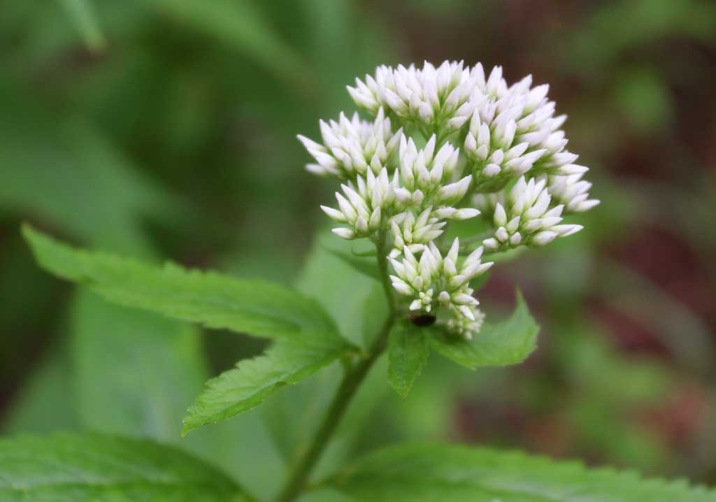 photo,material,free,landscape,picture,stock photo,Creative Commons,Small little flower in the shade, white, congestion, , 