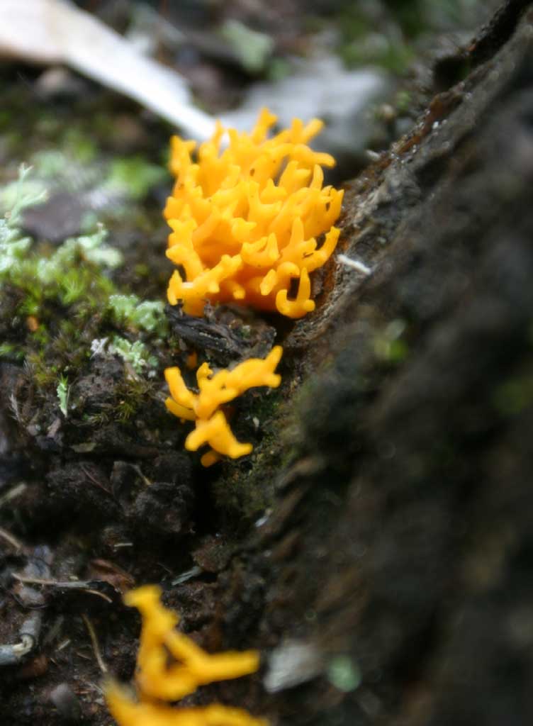 Foto, materiell, befreit, Landschaft, Bild, hat Foto auf Lager,Fungus, orangefarben, Fungus, Pilz, abgefallener Baum