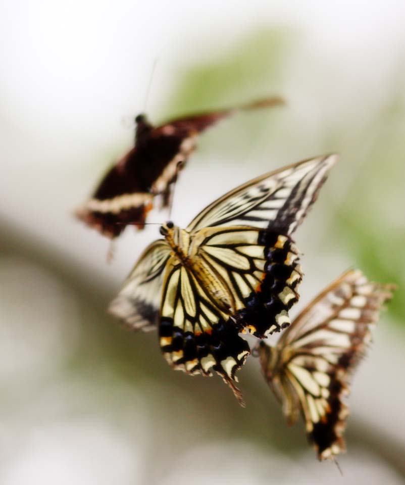 Foto, materiell, befreit, Landschaft, Bild, hat Foto auf Lager,Das Rendezvous des Schwalbenschwanzschmetterlinges, Schwalbenschwanzschmetterling, , Schmetterling, Paarung