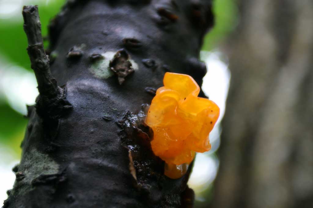 photo,material,free,landscape,picture,stock photo,Creative Commons,Fungus, orange, fungus, mushroom, fallen tree